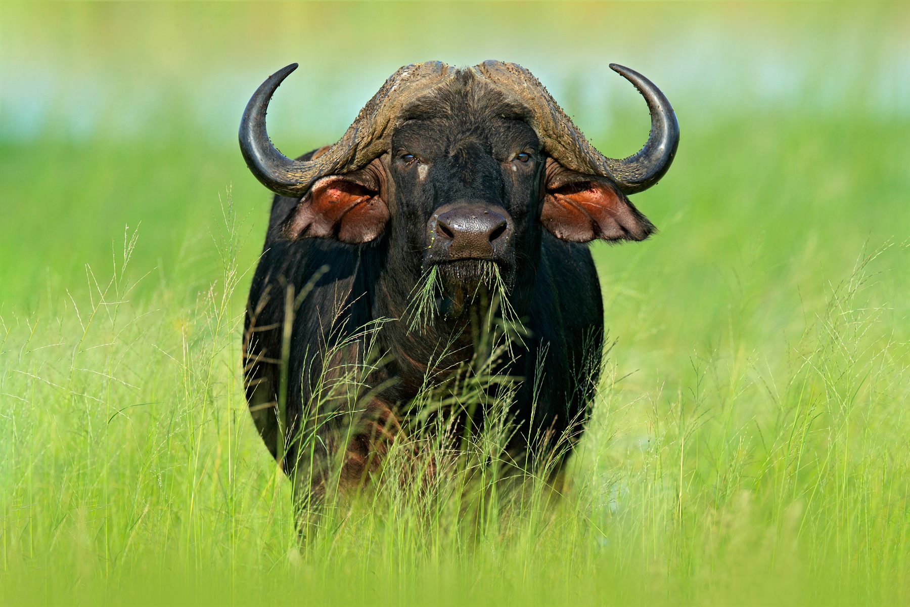 Cape buffalo bull standing in tall green grass