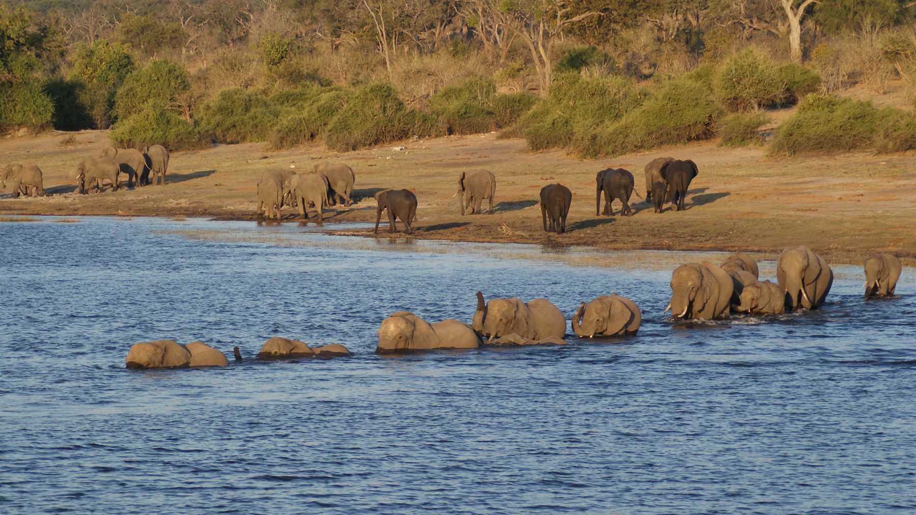 Line of elephants wading across a river in late-afternoon light
