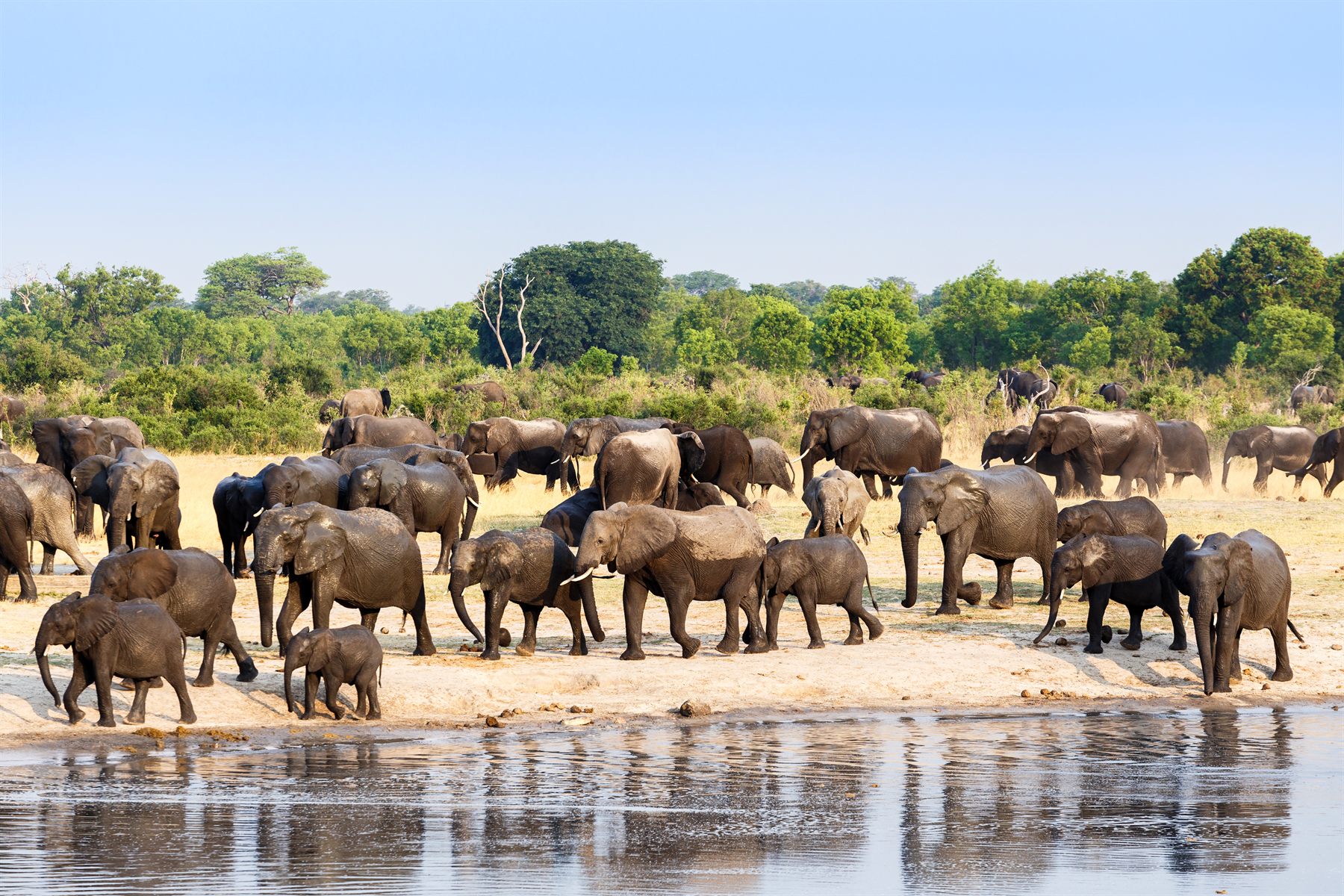 Large breeding herd of elephants gathered on a sandy riverbank