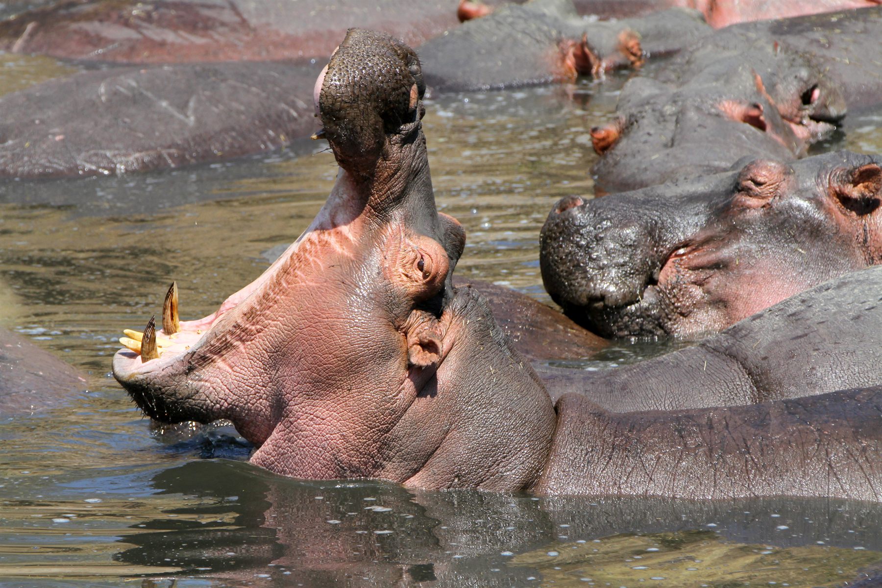 Hippo opening its jaws wide among a pod of hippos in the water