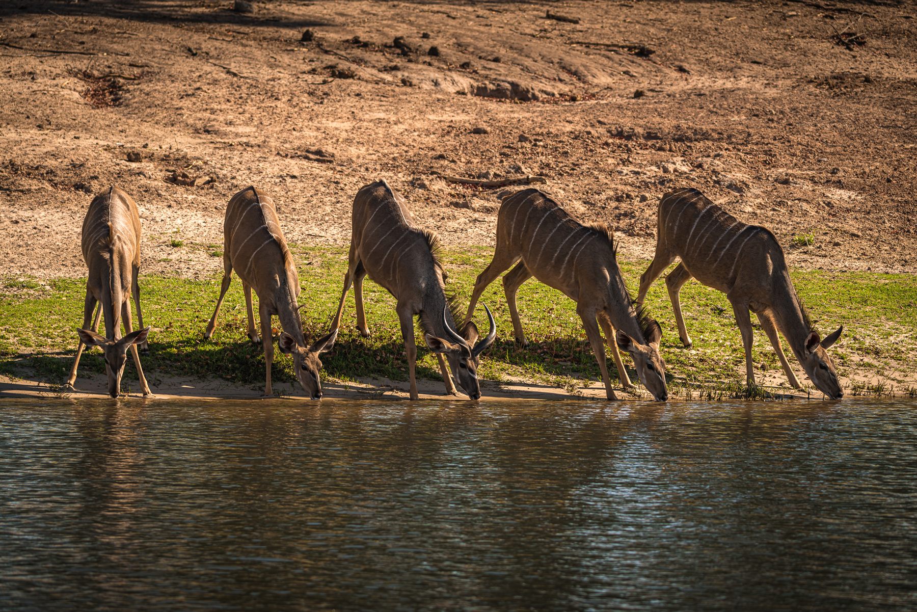 Row of female kudu drinking at the water’s edge