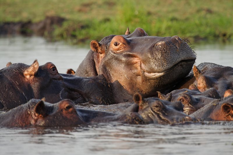 Hippos in the Chobe River, Botswana &mdash; an African river safari cruise